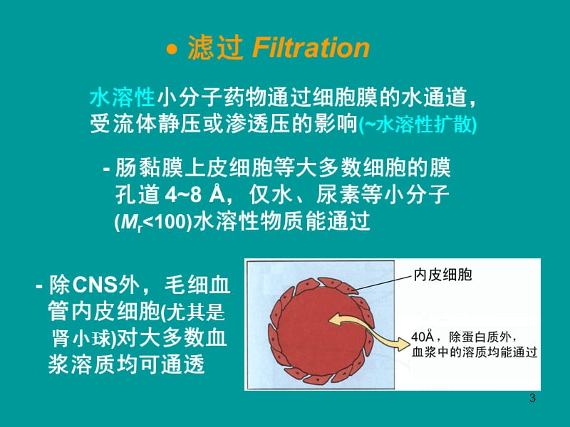 03药物代谢动力学.ppt_第3页