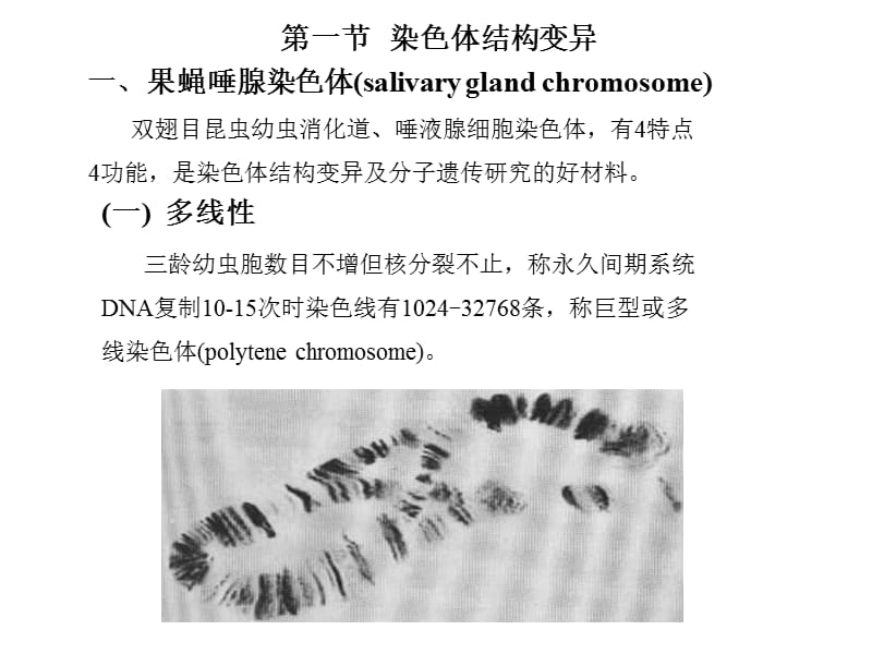 12染色体畸变4课时.ppt_第3页