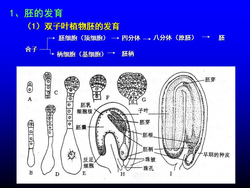 09种子果实生活史.ppt_第2页