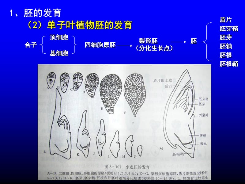 09种子果实生活史.ppt_第3页