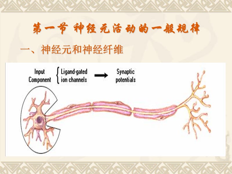 11神经系统.ppt_第2页