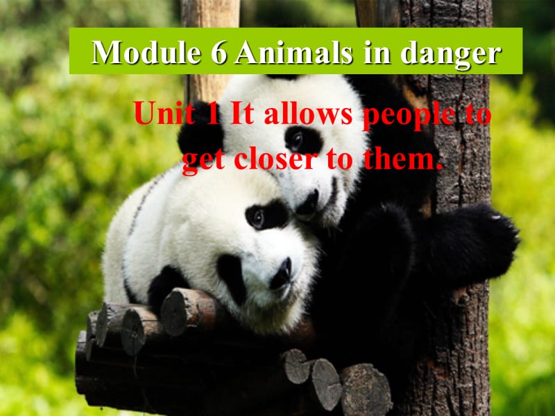 外研版初中英语八年级上册Module 6 Unit 1 It allows people to get closer to them课件1.ppt_第1页