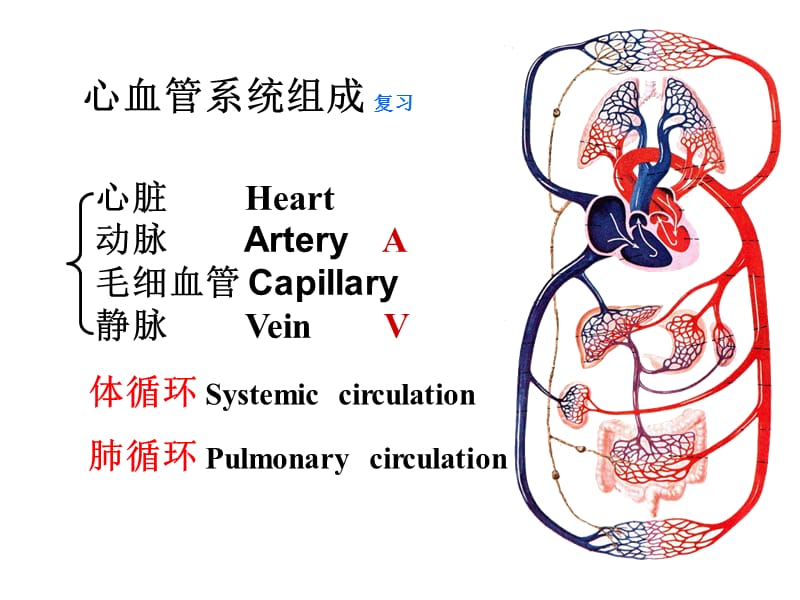 14动脉1.ppt_第3页