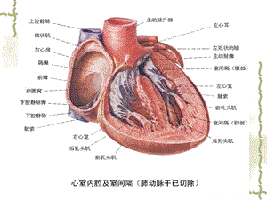 心脏生理.ppt