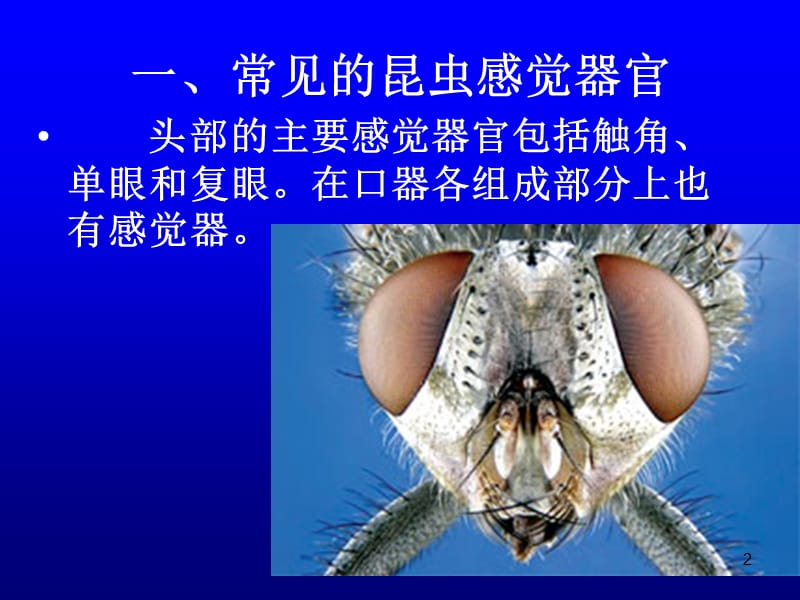 14-6-5-昆虫的感觉器官和仿生学.ppt_第2页