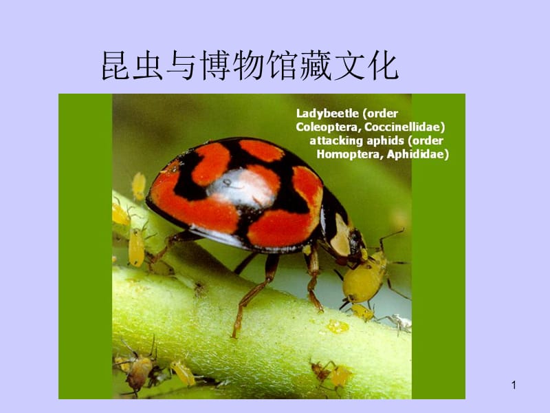 14-5-8-昆虫与博物馆藏文化.ppt_第1页