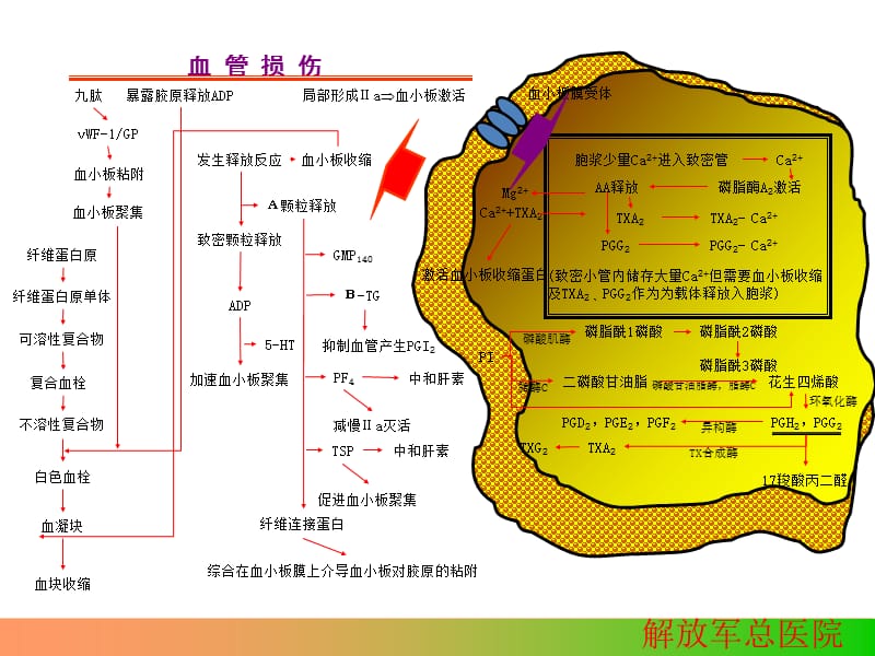 血小板功能试验在心血管疾病诊治的应用与质量控制.ppt_第2页