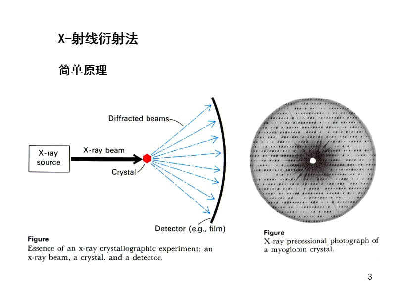 12章蛋白质结构.ppt_第3页