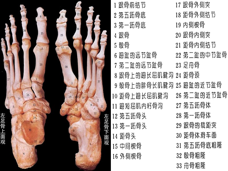 足部骨骼解剖.ppt_第2页