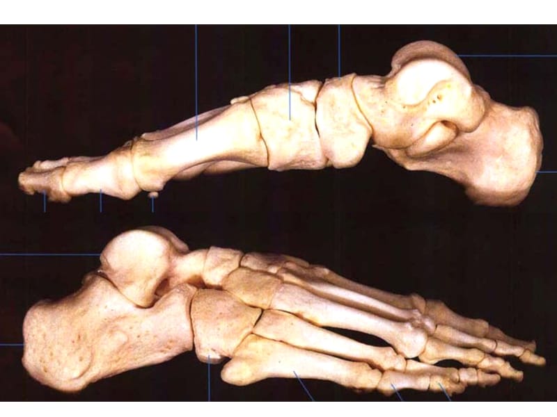 足部骨骼解剖.ppt_第3页