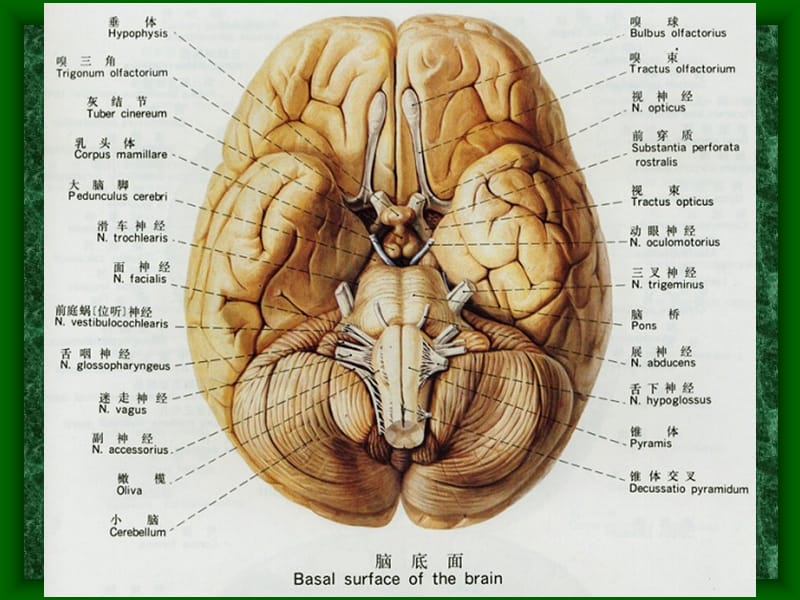 头部连续矢状断层解剖及MRI.ppt_第2页