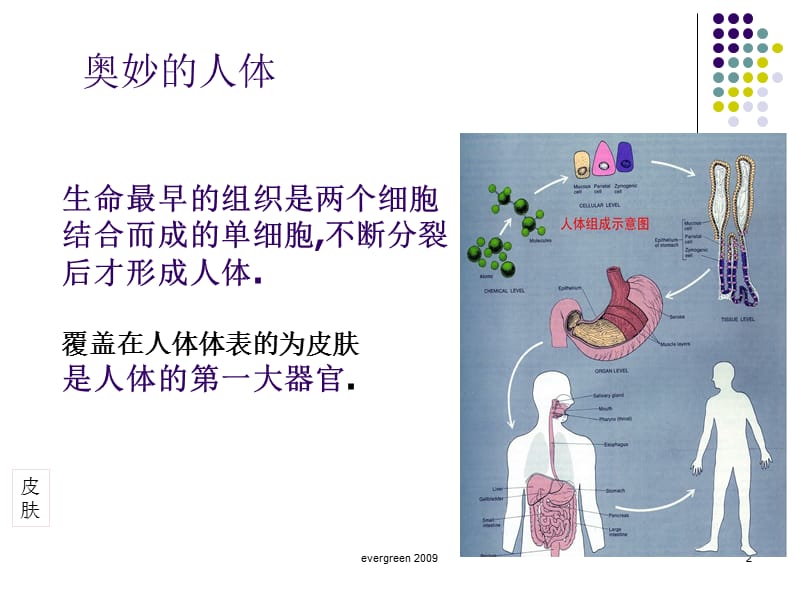 009皮肤生理学与肤质鉴别.ppt_第2页