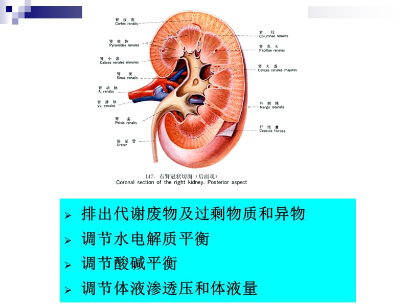 影响尿生成的因素-2012.ppt_第2页