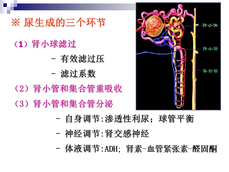 影响尿生成的因素-2012.ppt_第3页