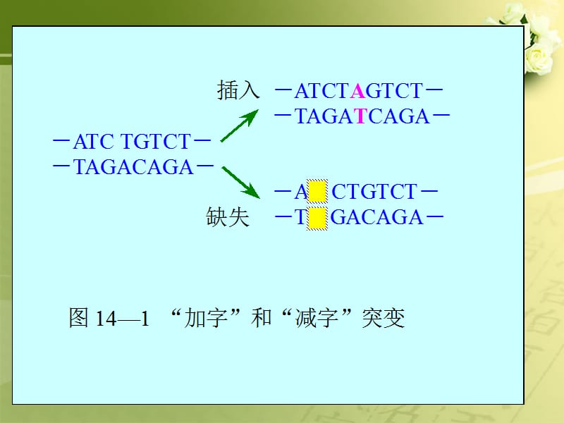 遗传密码和遗传信息的翻译系统.ppt_第3页