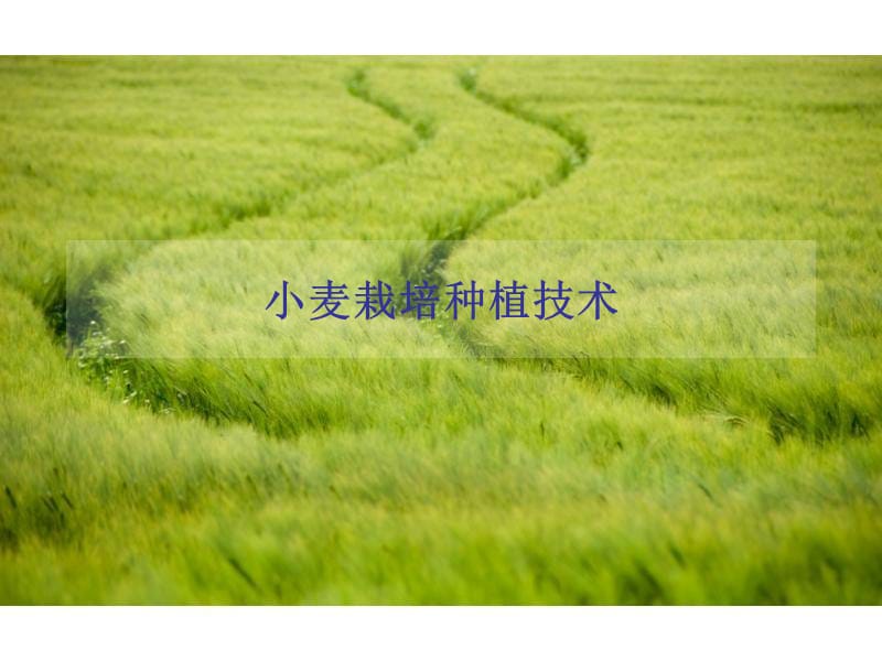 小麦栽培技术.ppt_第1页