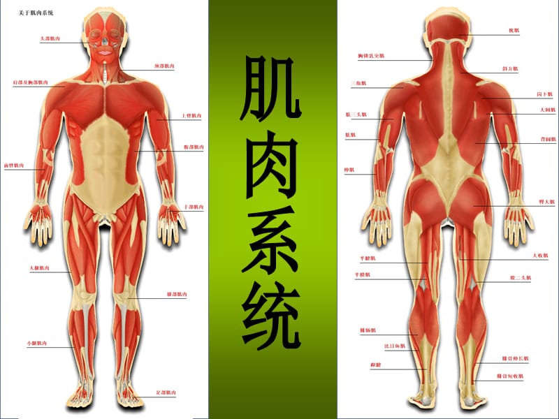 32肌肉系统2.ppt_第1页