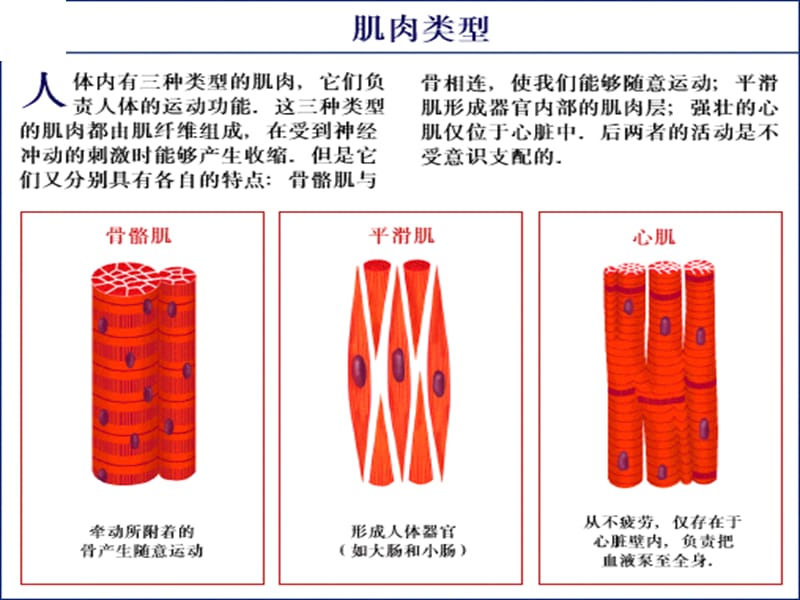 32肌肉系统2.ppt_第3页