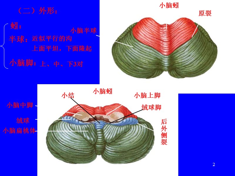 小脑间脑.ppt_第2页