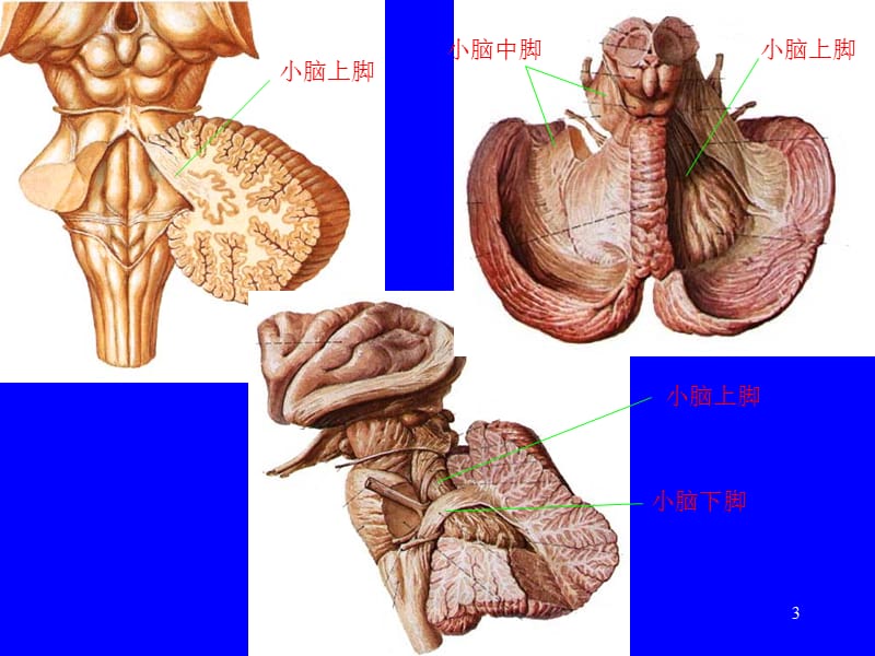 小脑间脑.ppt_第3页