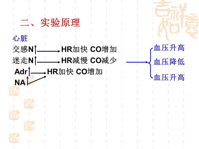 6心血管活动的调节.ppt_第3页