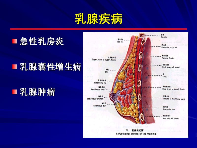 胸部疾病_(乳腺).ppt_第3页