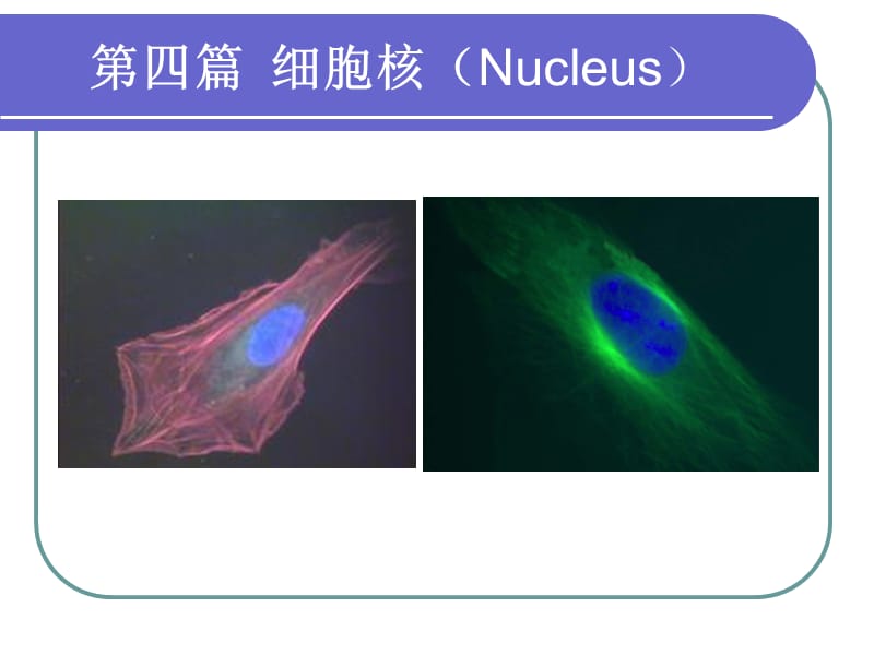 2012细胞核与染色质2.ppt_第1页