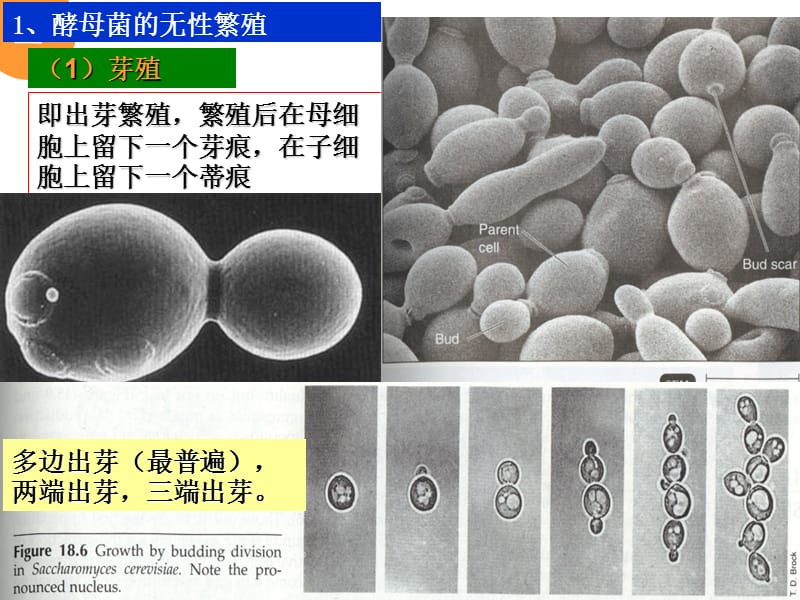 3真核2.ppt_第3页