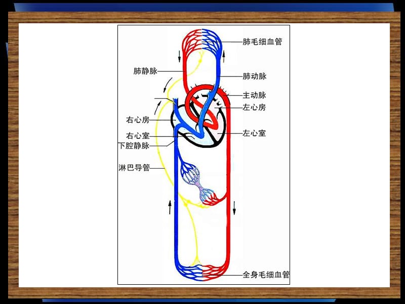 6-第六章-脉管系统3.ppt_第3页