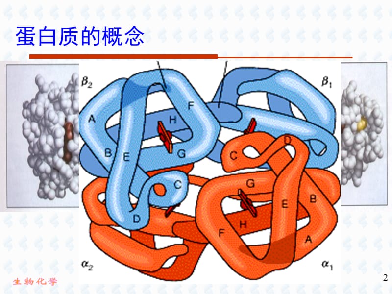 4-蛋白质-1.ppt_第2页