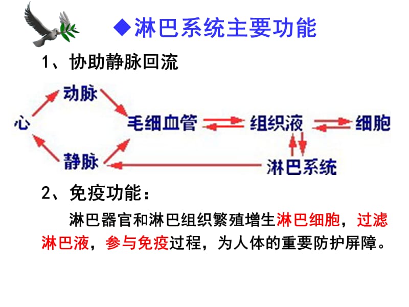 20淋巴内分泌系统.ppt_第2页