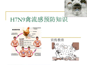 H7N9禽流感预防知识.ppt