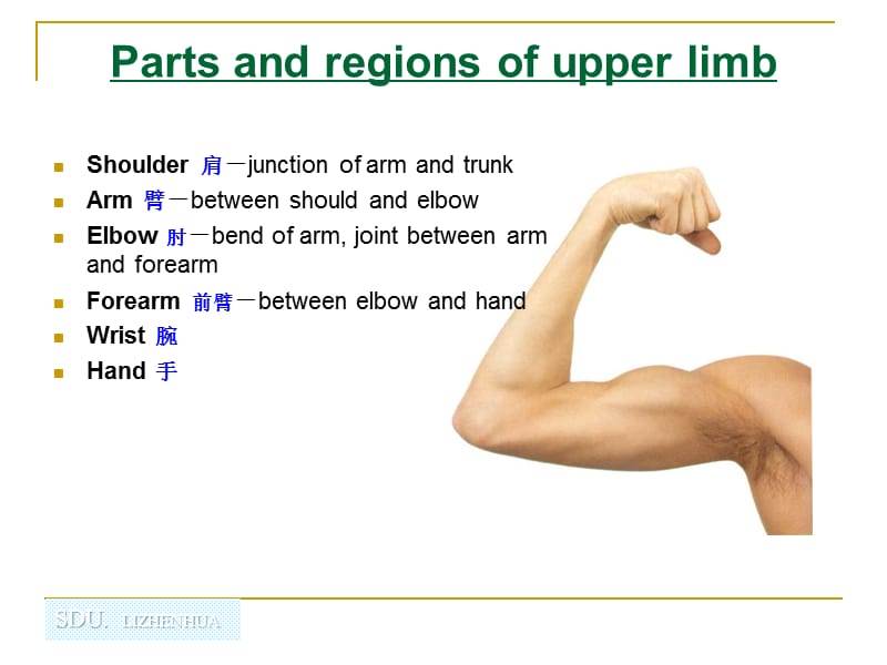 3Upperlimb1.ppt_第2页