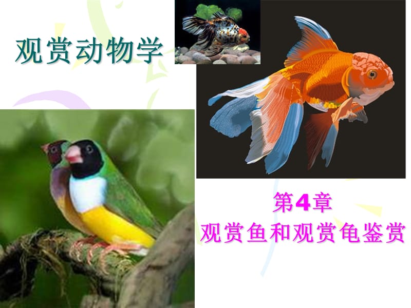 4第4章观赏动物学观赏鱼和观赏龟.ppt_第1页