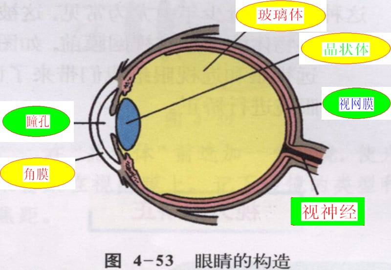 新课标沪科版初中物理八年级第四章第六节《眼睛与视力矫正》精品课件.ppt_第2页