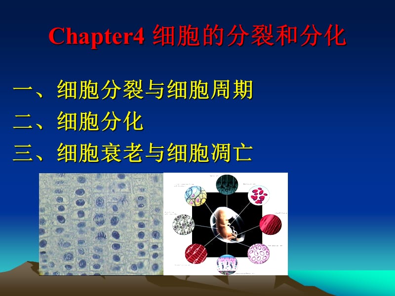 5细胞的分裂和分化.ppt_第1页