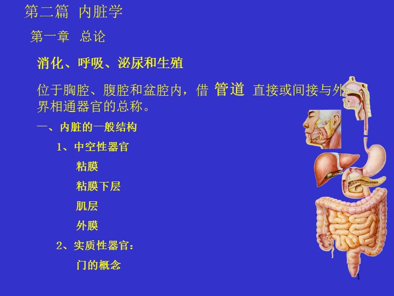 4消化系统人体结构学.ppt_第1页