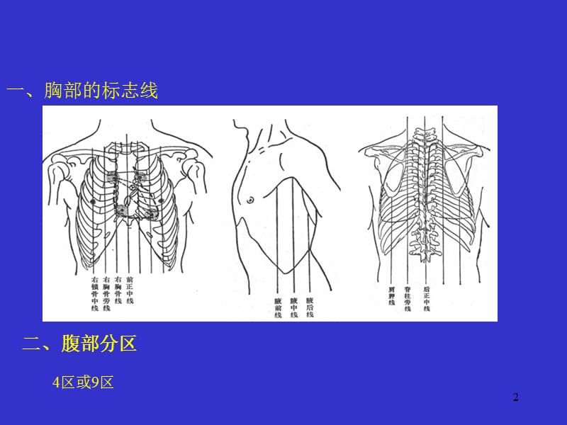 4消化系统人体结构学.ppt_第2页