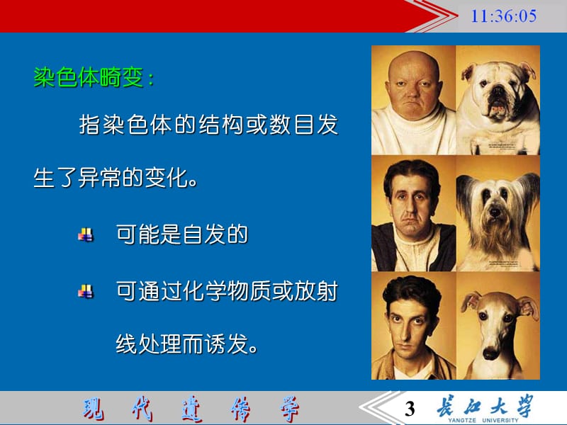 5染色体结构的变异100.ppt_第3页