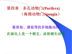 5多孔动物.ppt