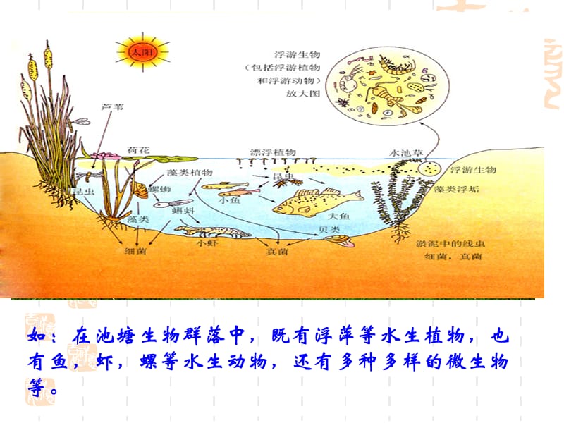 32生物群落的构成.ppt_第3页