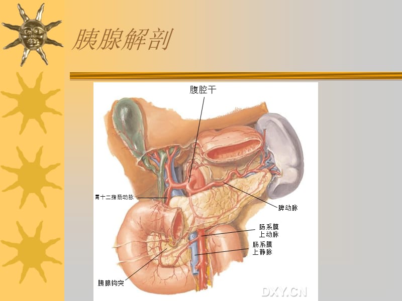 胰十二指肠切除.ppt_第3页