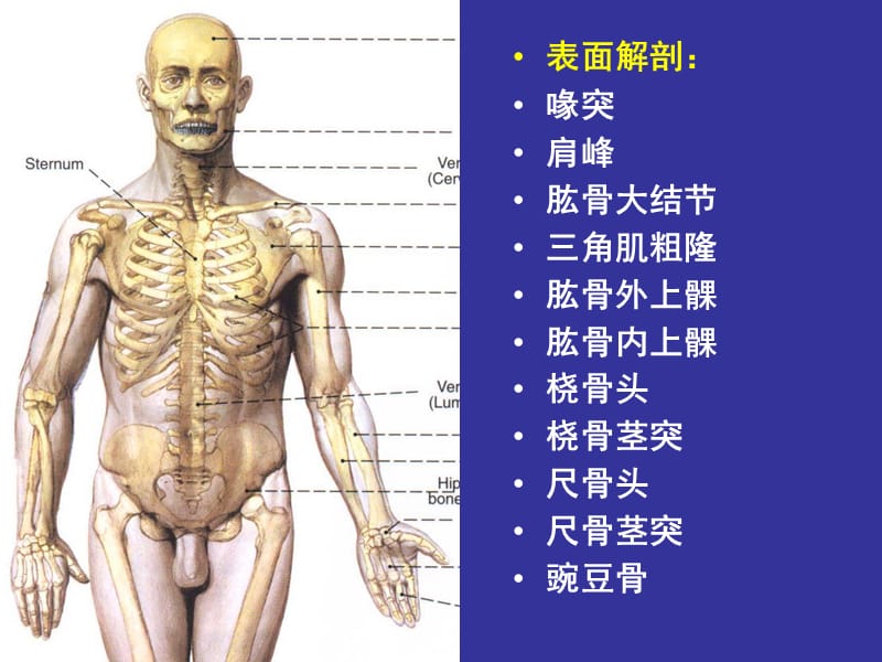 3上肢前区颈前区腹前外侧壁.ppt_第2页