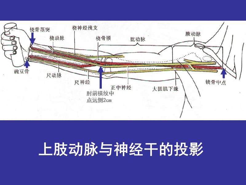 3上肢前区颈前区腹前外侧壁.ppt_第3页