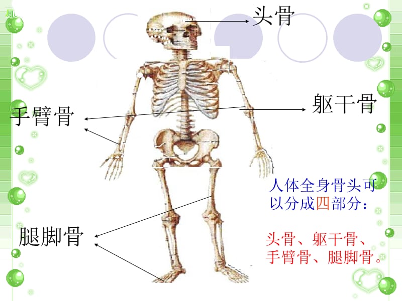 第3课《肌肉》(2016).ppt_第1页