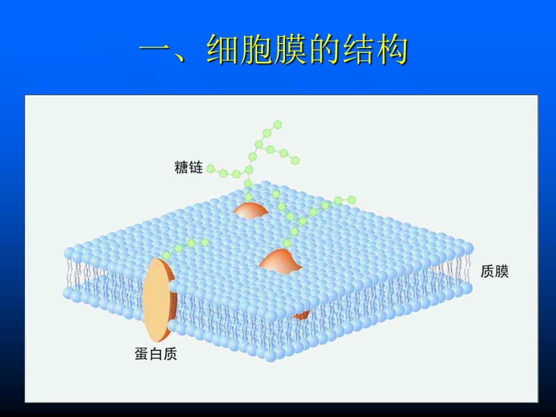 《人体解剖学》课件第一章人体基本结构.ppt_第3页