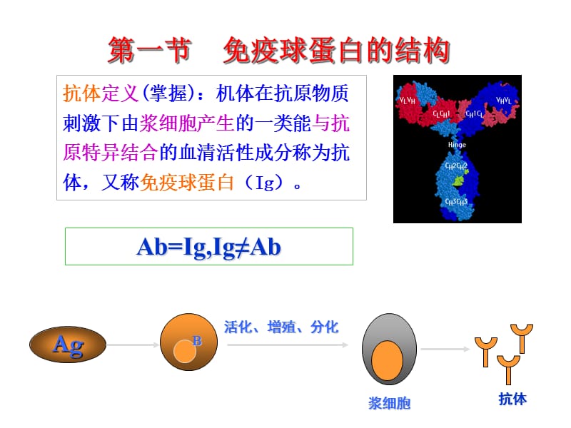 第8章 免疫球蛋白.ppt_第3页