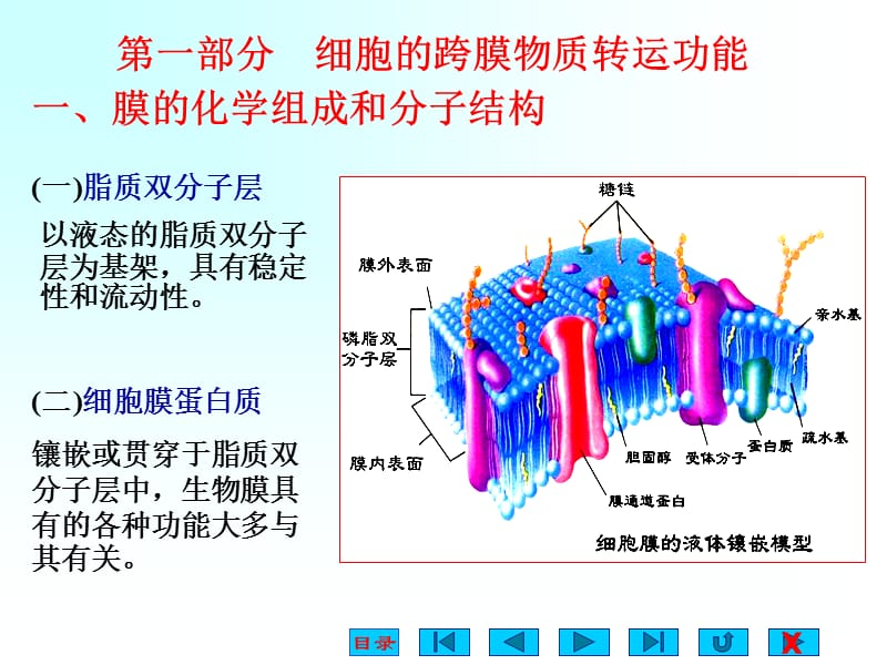 人体的基本生理功能.ppt_第2页