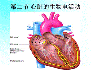 血液循环生物电2.ppt