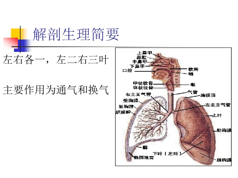肺癌围手术期护理.ppt_第3页